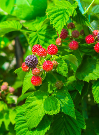 fresh blackberries in a garden. Fresh blackberries on a bush outdoors in a field. blackberries.