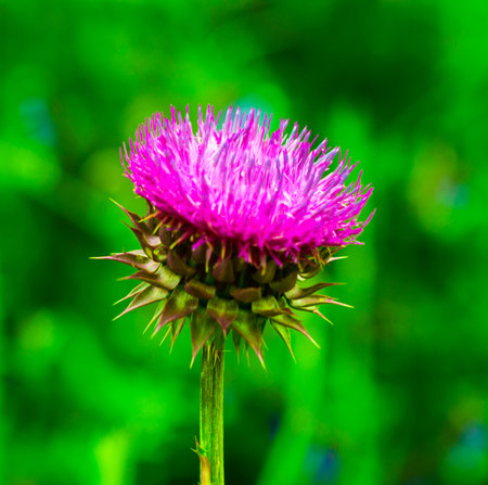 thistle. pink milk thistle flower in bloom in spring. Single Thistle Flower in Bloom in the field. Pink thistle flowerの写真素材