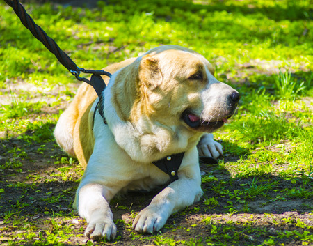 dog breed Asian sheepdog lies on the grass. dog Asian sheepdogの写真素材