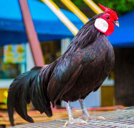 Cock. Poultry rooster. Farmer bird cock. Bird cock. Rooster black
