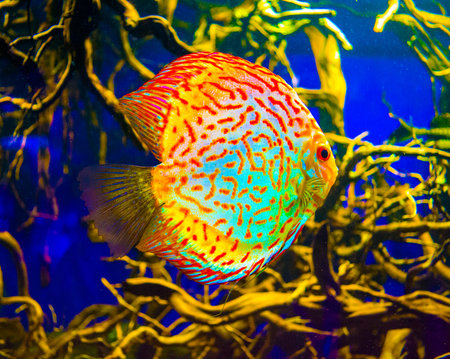 Discus. Discus for aquarium saltwater fishの写真素材