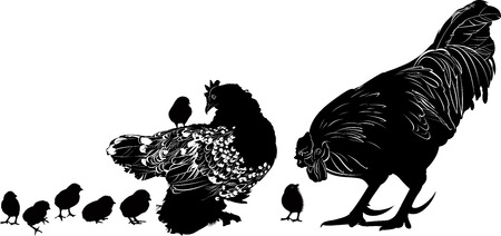 hen and chicks Cock. familyのイラスト素材