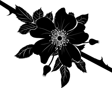 dogrose rose. Decorative briar wild rose flower in blossom isolated on white background.のイラスト素材