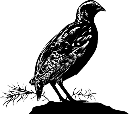 Quail. bird quail. Vector silhouette of standing Common quail.のイラスト素材