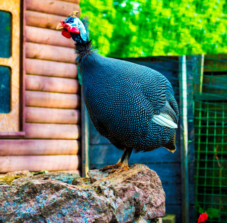 guinea fowl. Guineafowl are birds of the family Numididae in the order Galliformes.pintado birdの写真素材