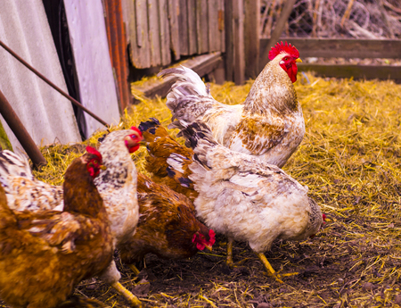 Rooster and chickens. farm. a familyの写真素材
