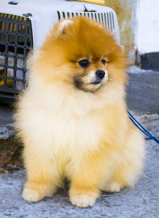 pomeranian. pomeranian spitz dogの写真素材