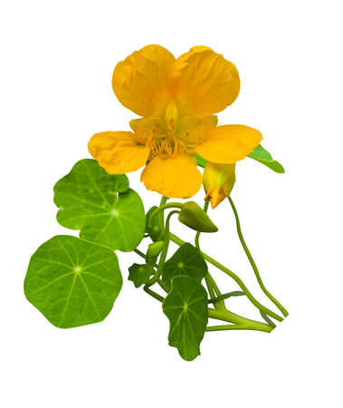 nasturtium. Bouquet of nasturtium on white background. Nasturtium flowers isolatedの写真素材