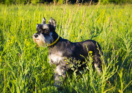 Miniature Schnauzer dog. Portrait of a young miniature schnauzer on lawnの写真素材