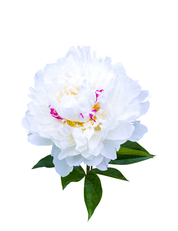 White peonies isolated on white background. peonies flowersの写真素材