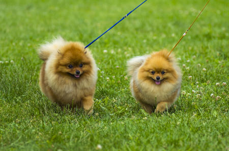 Spitz. Pomeranian run in grass field, Dog runningの写真素材