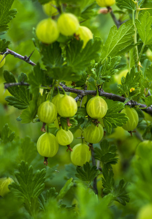 Fresh green gooseberries on a branch of gooseberry bush with sunlight. Gooseberry in the fruit garden.の写真素材
