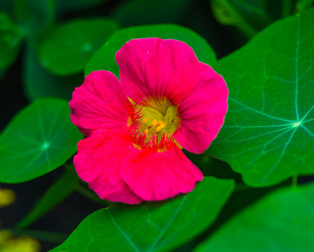 nasturtium. Nasturtium edible flower. Nasturtium flowersの写真素材