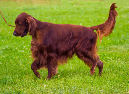 Cute Irish Setter puppy. Irish red setter.  red dog Irish setter in summer