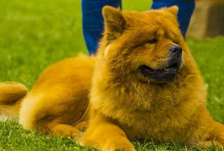 Chow chow dog. Beautiful dog chow-chow in the park.の写真素材
