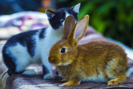 rabbit and kittenの写真素材