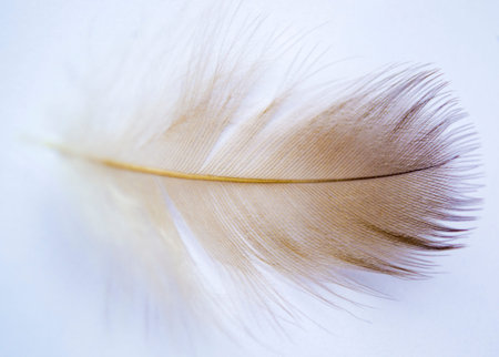 black and white feather. black feather on white backgroundの写真素材