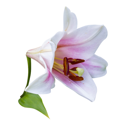 lily flowers isolated. lily flowers. lily flowers isolated on white backgroundの写真素材
