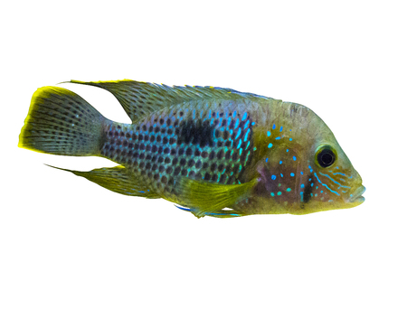 Electric Blue Acara Cichlid Fish. Nannacara Neon Blueの写真素材