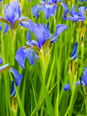 Irises. Close-up of iris flower. Iris flowerの写真素材