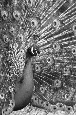 Beautiful spread of a peacock. beautiful peacock bird.