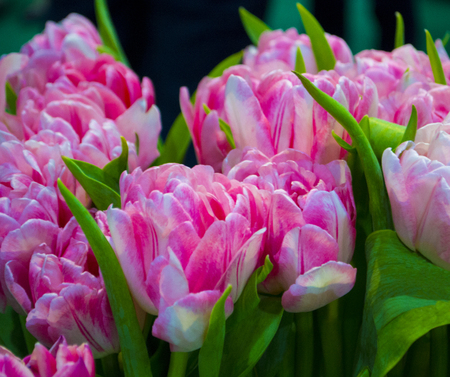bouquet of tulipsの写真素材
