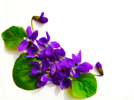 bouquet of violets isolated on white background
