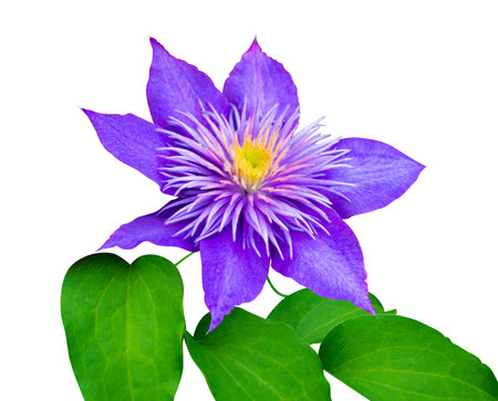 clematis flower isolated on white backgroundの写真素材