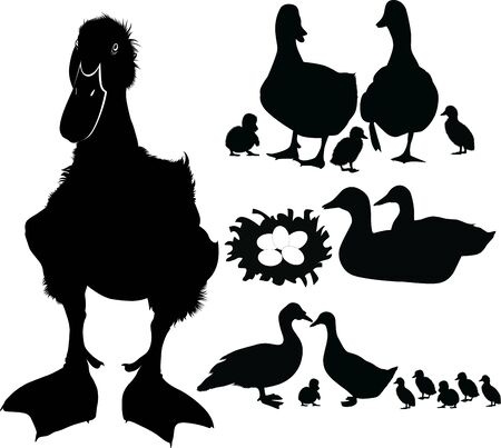 duck bird collection. Silhouettes of agricultural duck birdsのイラスト素材