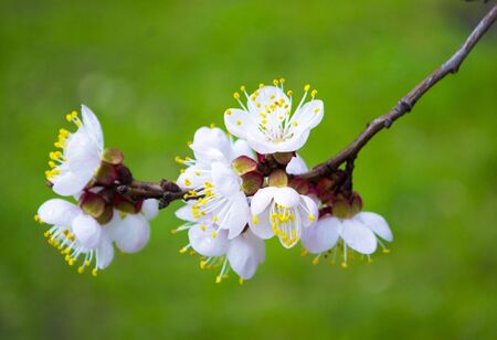 flowering sprig of cherry on a green backgroundの写真素材