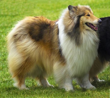 portrait of collie dog. sheepdog portraitの写真素材
