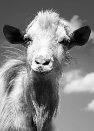 portrait head of a white goat black and white photographyの写真素材