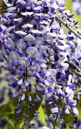 wisteria flowers close-up, Elegant nature concept for designの写真素材