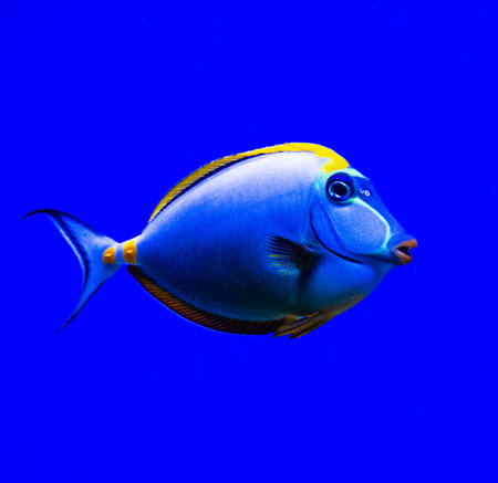 marine aquarium fish Naso lituratus on a blue background