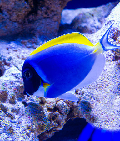 marine aquarium fish Naso lituratus