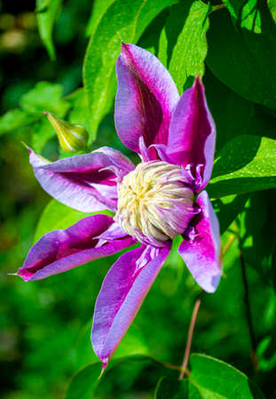 Clematis. Beautiful purple flowers of clematisの写真素材