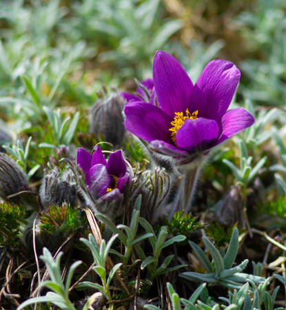 Flowers of the Windflower or Pulsatilla Patens. First spring blooming flower, purple plant macro,...