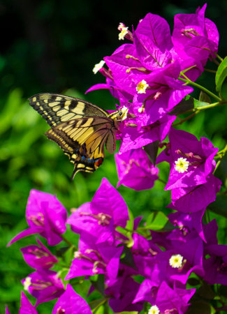 colorful beauty Paper flowers or bougainvillea.butterfly feeding on nectar of a bougainvillea flower and beautiful bokeh in the backgroundの写真素材