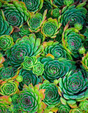 Natural background Cactus succulent plant. Sempervivum close-up pattern.Rectangular arrangement of...