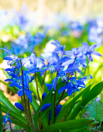 Scilla bifolia or scilla or alpines. early spring. Blue Scilla (Squill) blossom background quill...