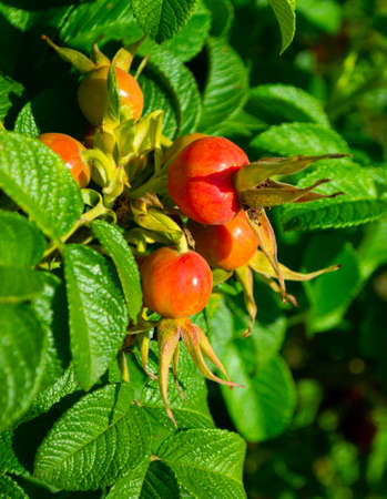 Briar, wild rose hip in nature. Briar Rose Rosehip (in german Hagebutte) Rosa caninaの写真素材