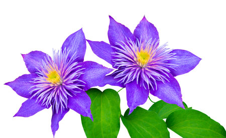 clematis flower isolated on white backgroundの写真素材