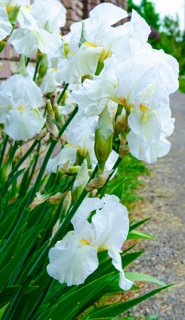 white iris flowers close up.floral background
