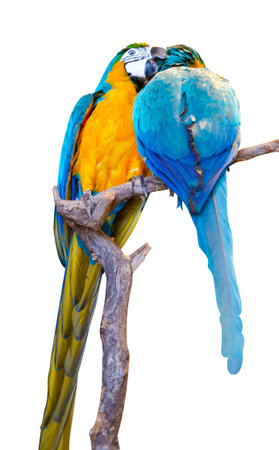 birds macaw parrots on a branch isolated on a white background.a pair of parrots