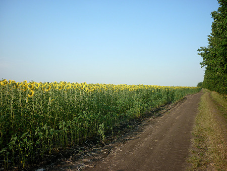 Yellow sunflower near the road with blue skyのeditorial素材