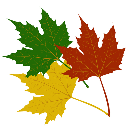 Maple leaves red green yellow vector illustration on white backgroundのイラスト素材