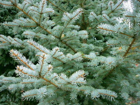 Christmas tree branch green. Christmas background spiky needlesの写真素材