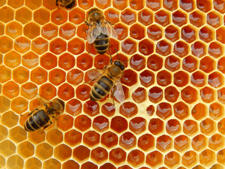 bee on honeycombs with honey slices nectar into cells.の写真素材