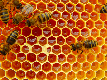bee on honeycombs with honey slices nectar into cells.の写真素材