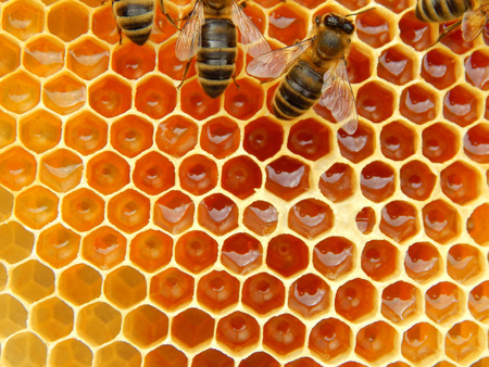 bee on honeycombs with honey slices nectar into cells.の写真素材